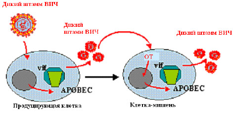 Инфекция, вызванная диким штаммом ВИЧ: Vif взаимодействует с APOBEC3G,
связывается с ним и предотвращает его встраивание в новые вирусы (рис. 3а).