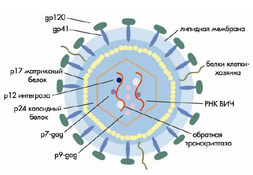Рисунок 1.Схема строения ВИЧ (пояснения в тексте)