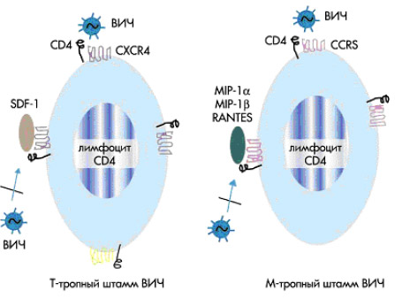 Рисунок 4. Предотвращение проникновения в клетку М-тропных и Т-тропных штаммов ВИЧ
путем связывания естественными лигандами рецепторов хемокинов CCR5 и CXСR4.